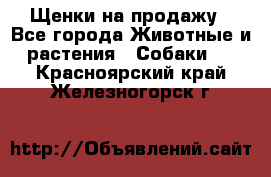 Щенки на продажу - Все города Животные и растения » Собаки   . Красноярский край,Железногорск г.